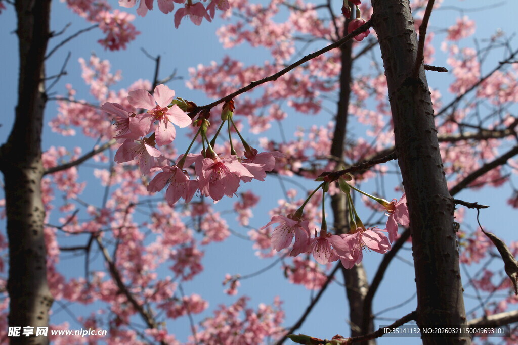 樱花
