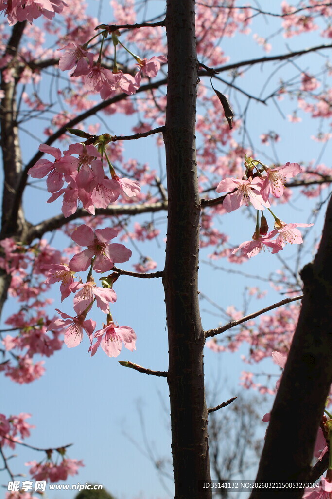 樱花