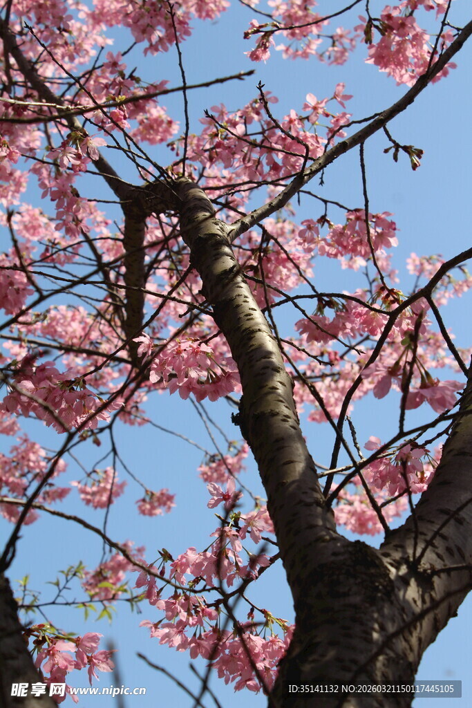 樱花