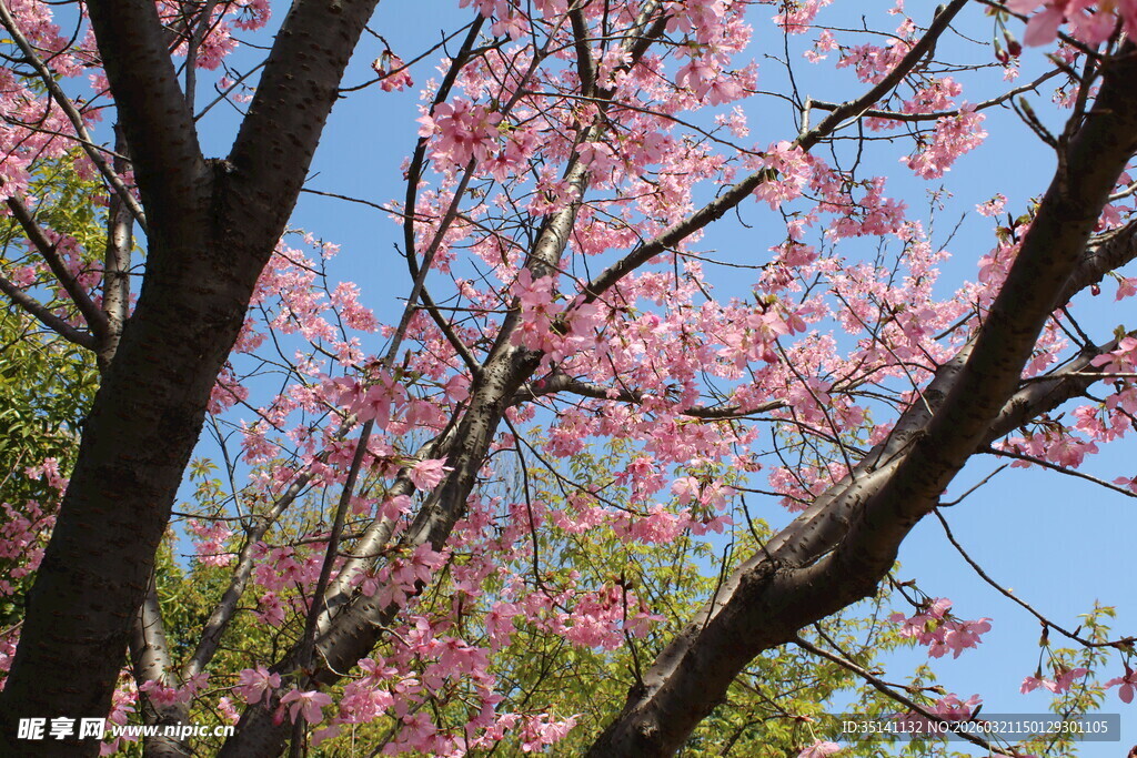樱花