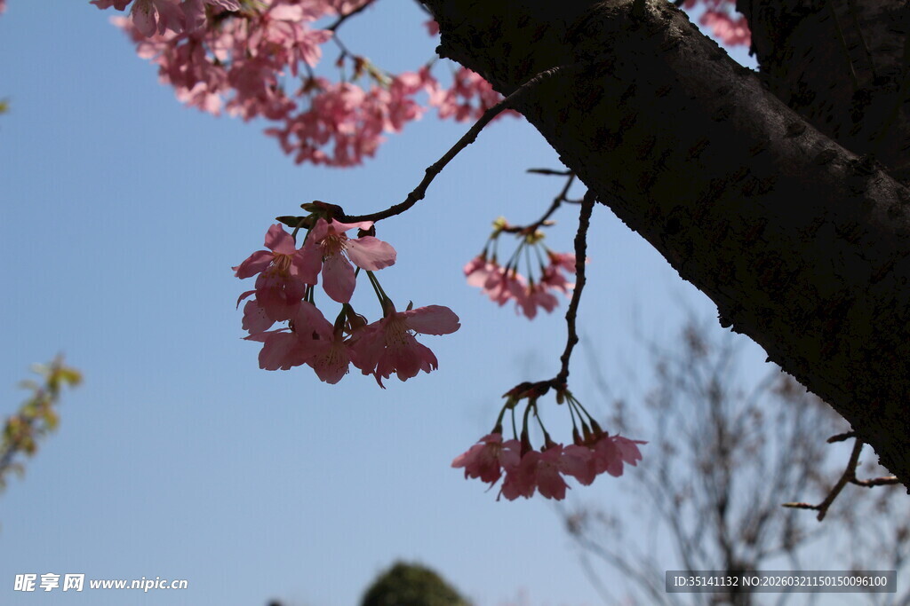 樱花