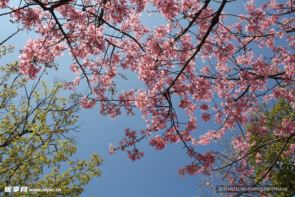 樱花