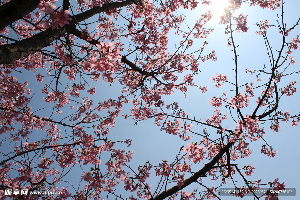 樱花