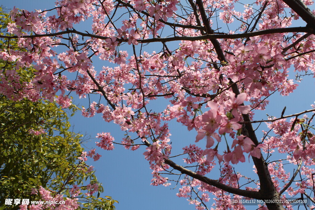 樱花
