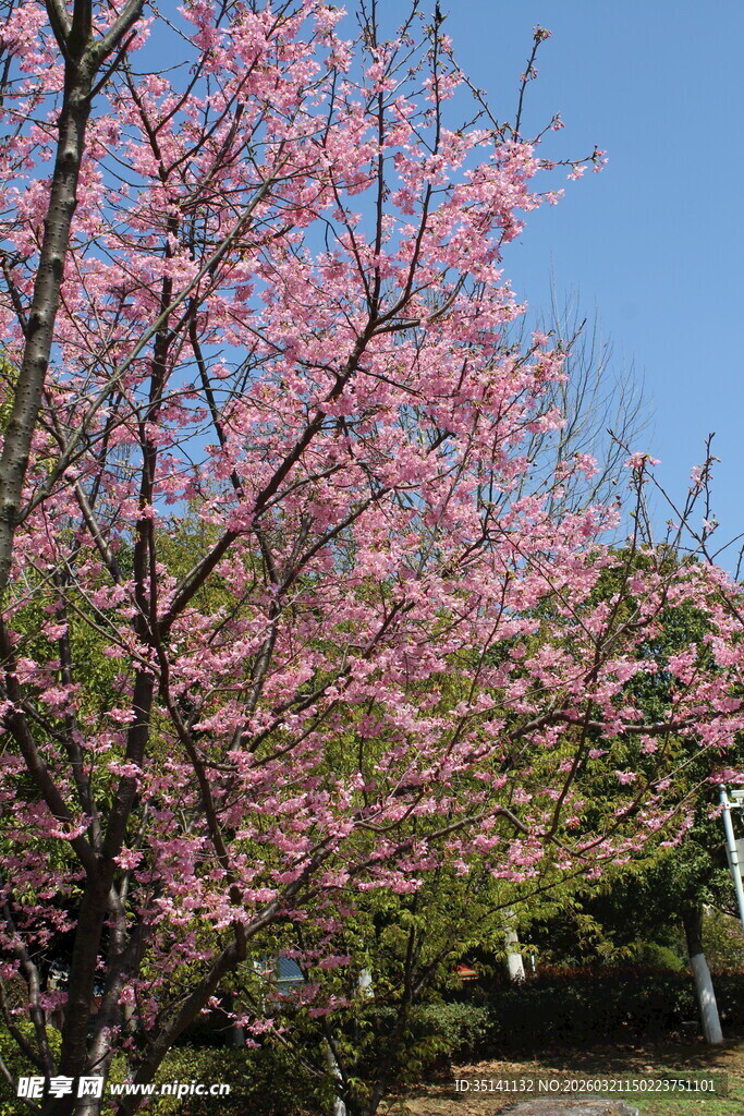 樱花