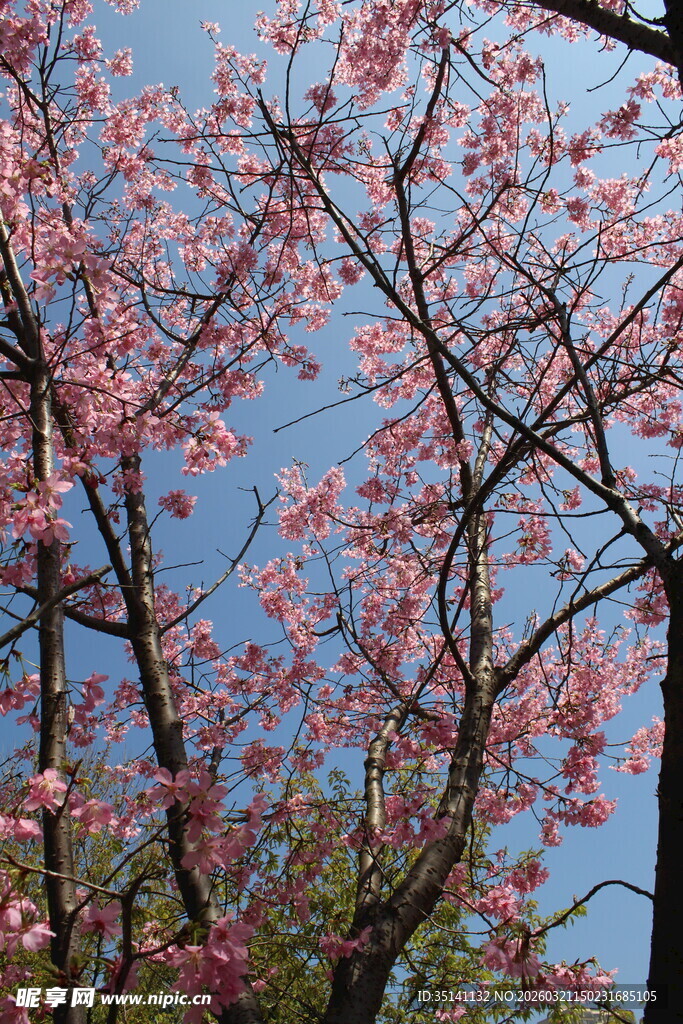樱花