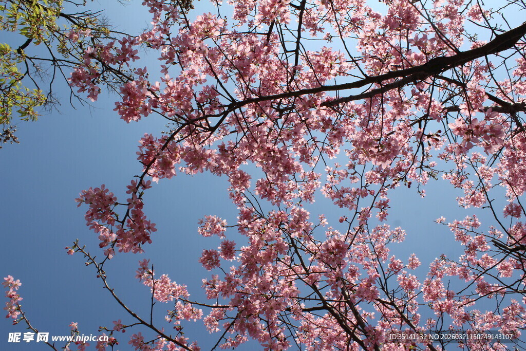 樱花