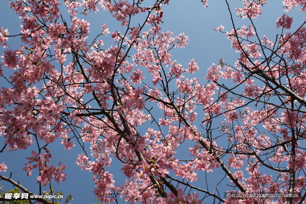 樱花