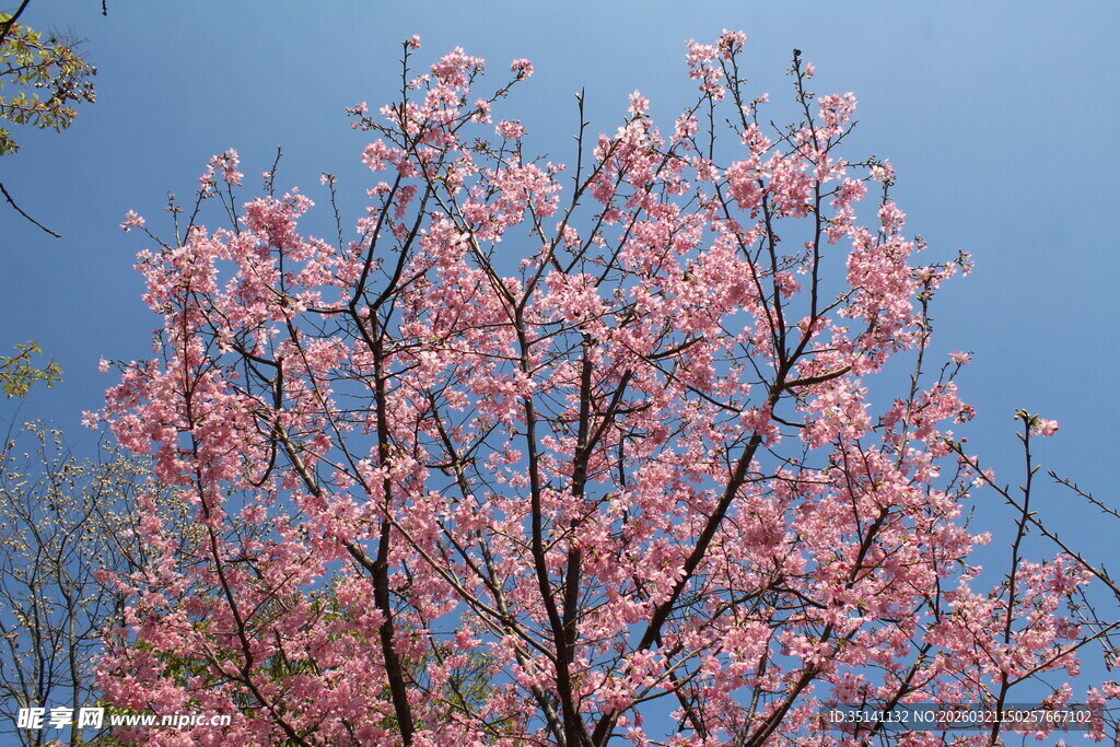 樱花