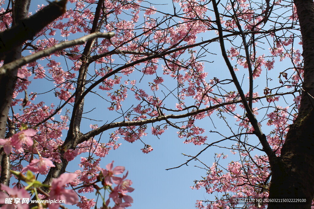 樱花