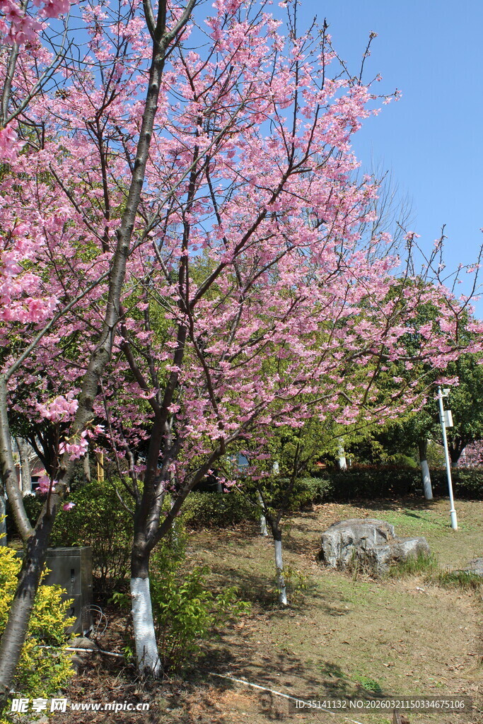 樱花
