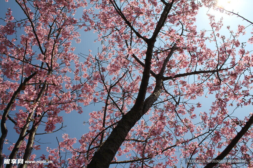 樱花