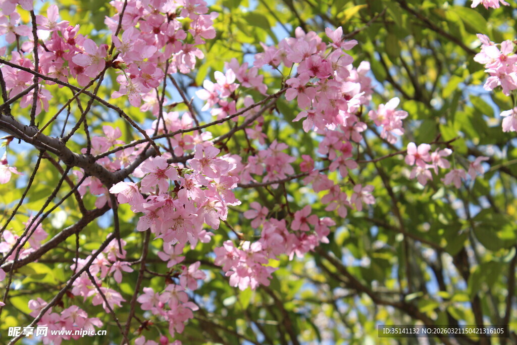 樱花