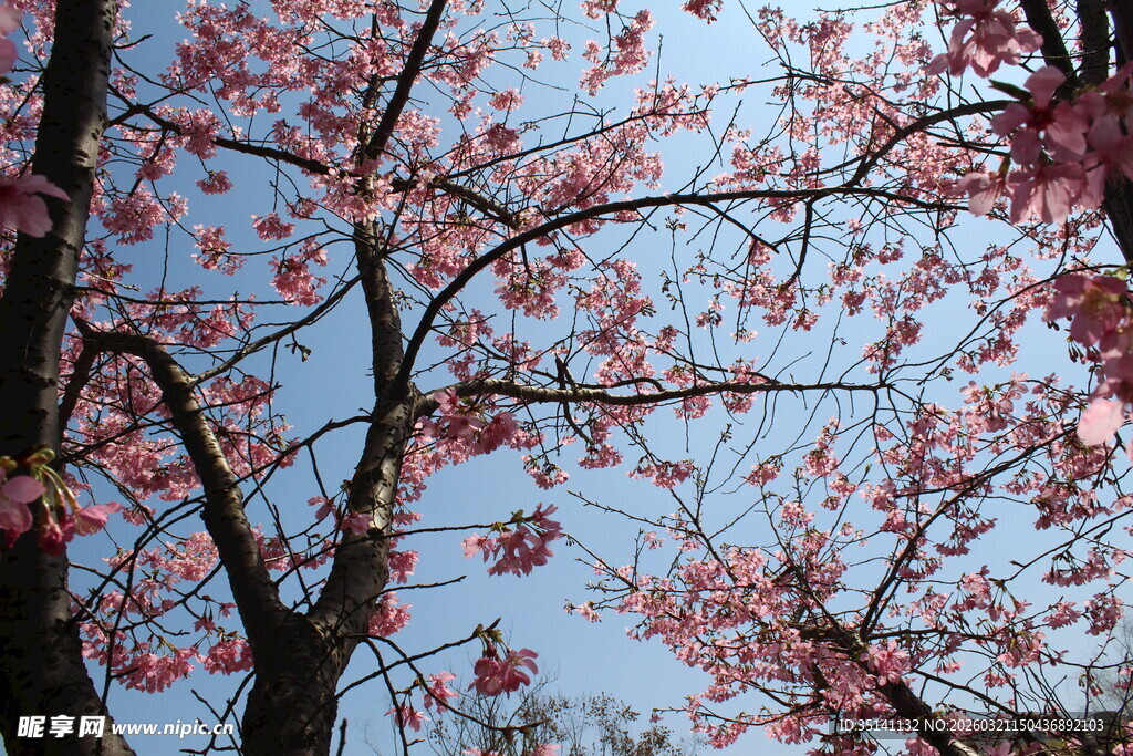 樱花