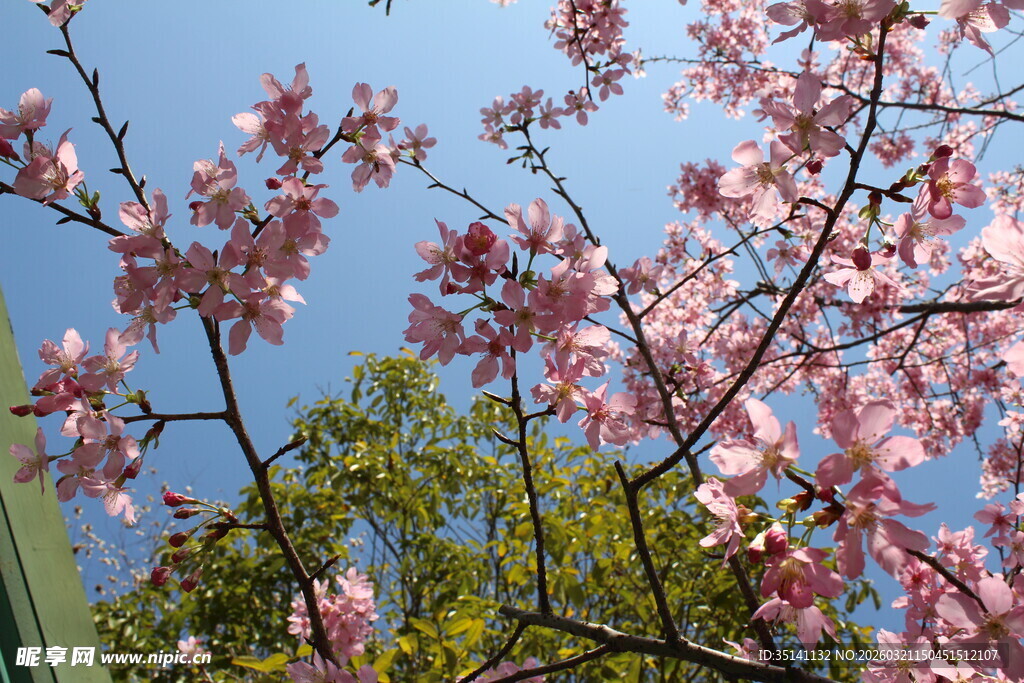 樱花