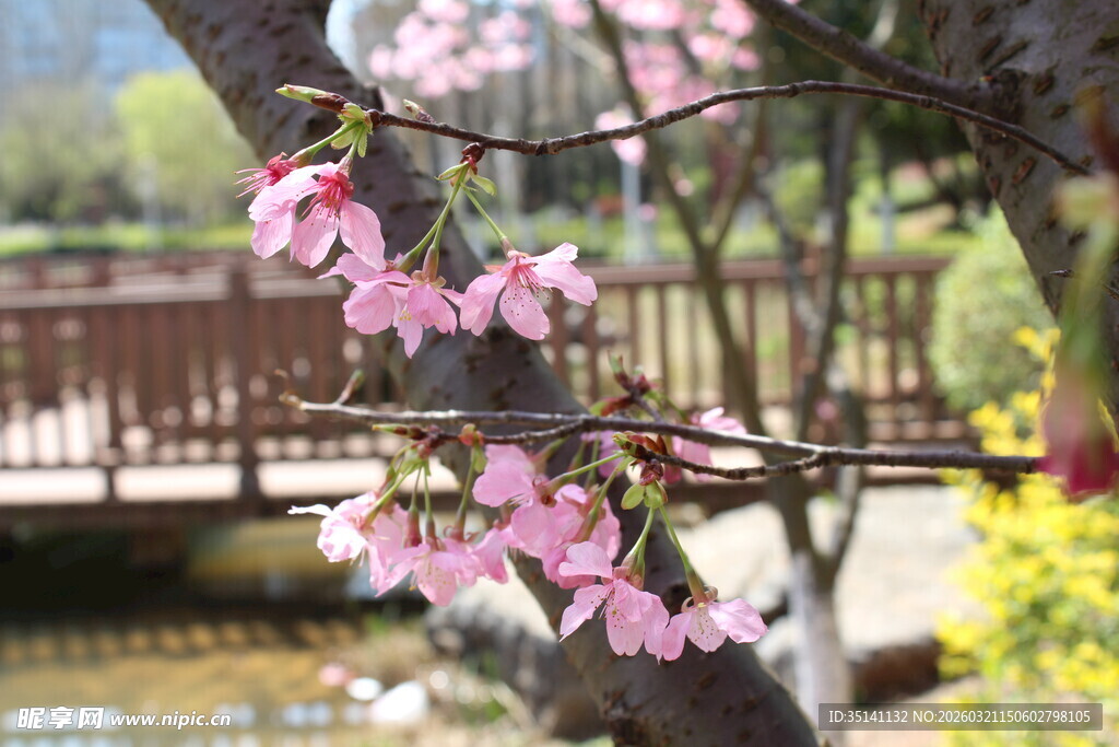 樱花