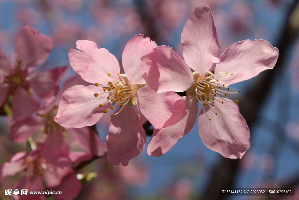 樱花