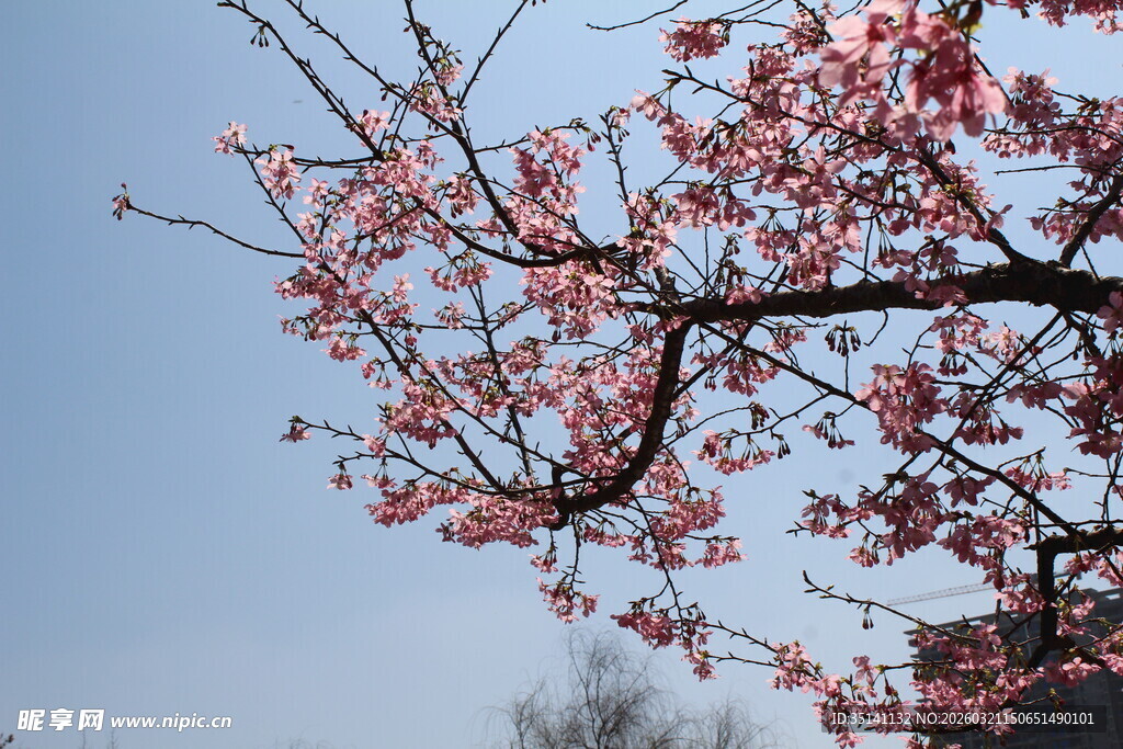 樱花