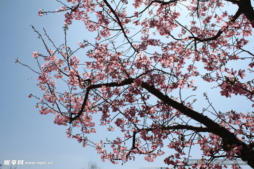 樱花