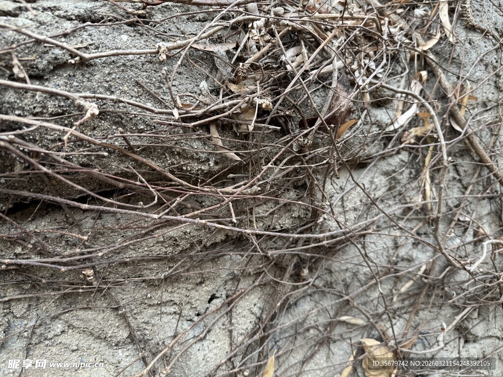 缠绕的干枯藤蔓