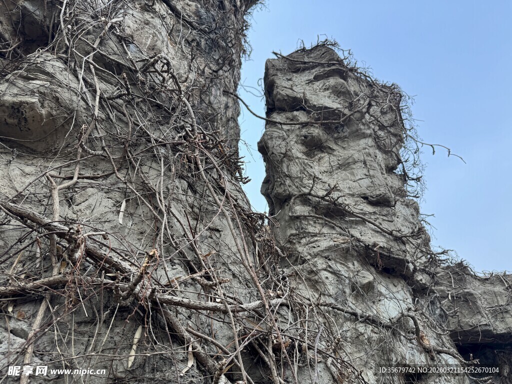 嶙峋怪石与缠绕藤蔓