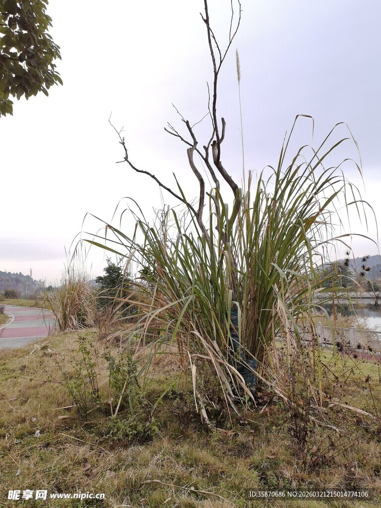 野外挺立的丛生植物