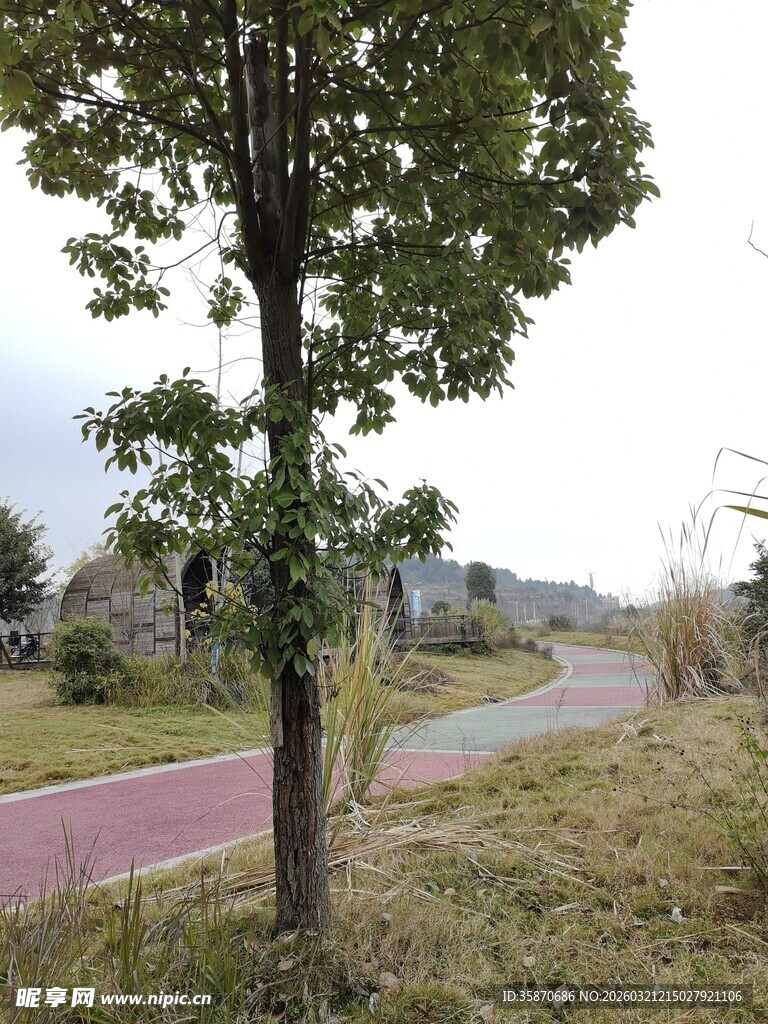 乡间小路旁的独立树木