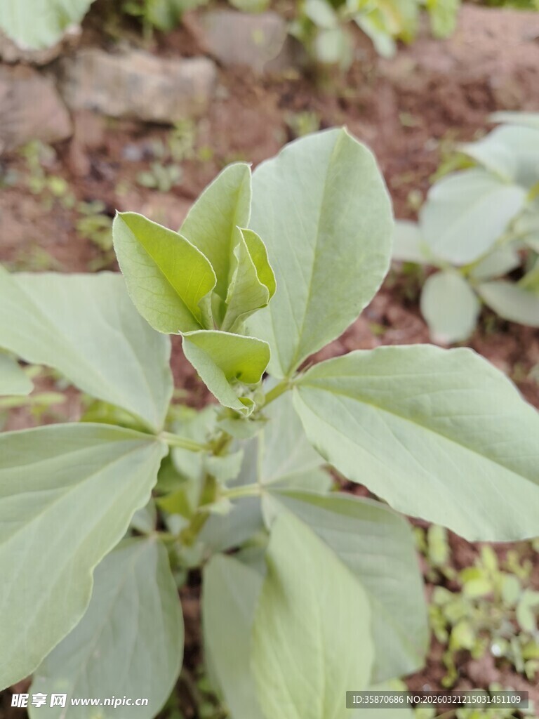 嫩绿植物特写