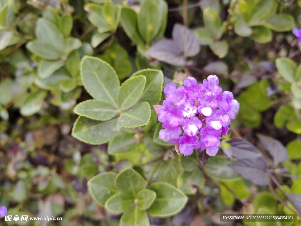 紫色小花绽放绿叶间