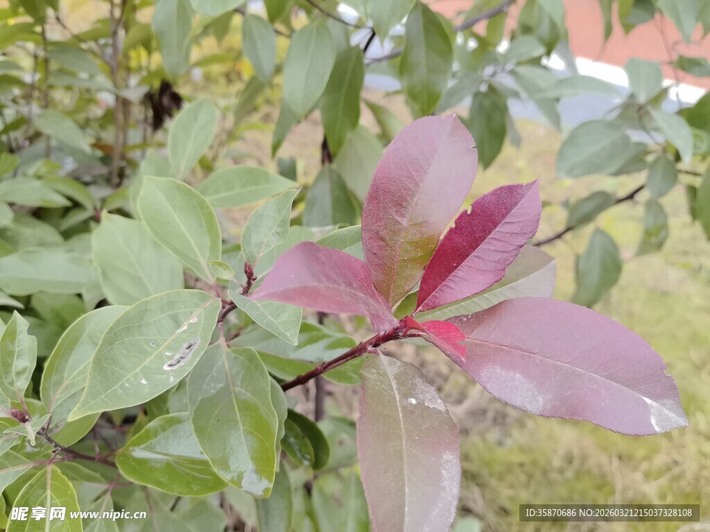 娇艳粉色花朵与绿叶相伴