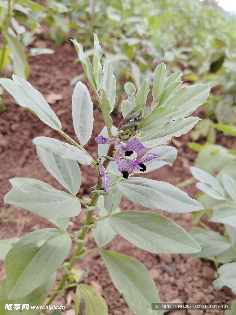 紫色蚕豆花绽于绿叶间