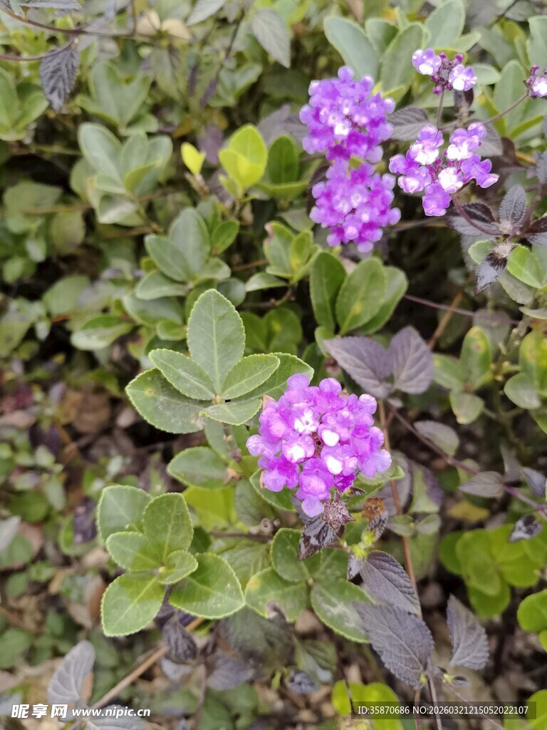 紫色小花绽放绿叶间