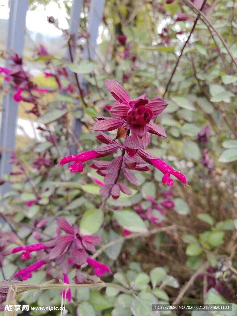 艳丽紫花绽放于枝叶间