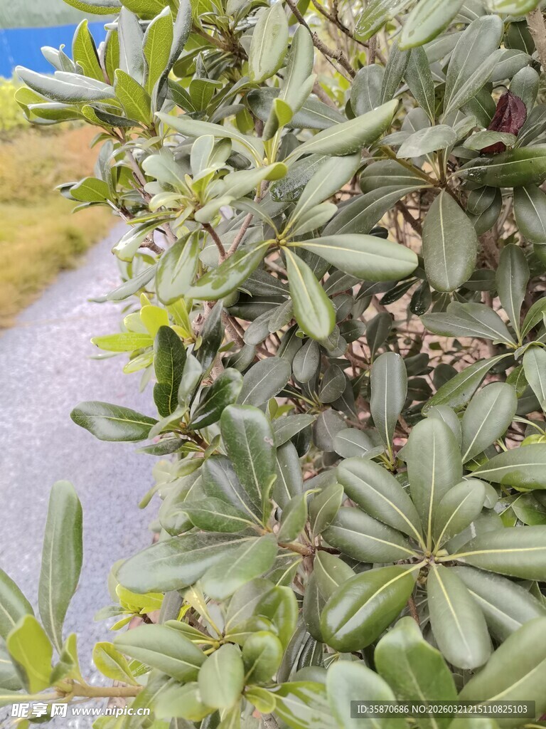 绿叶丛生的植物特写