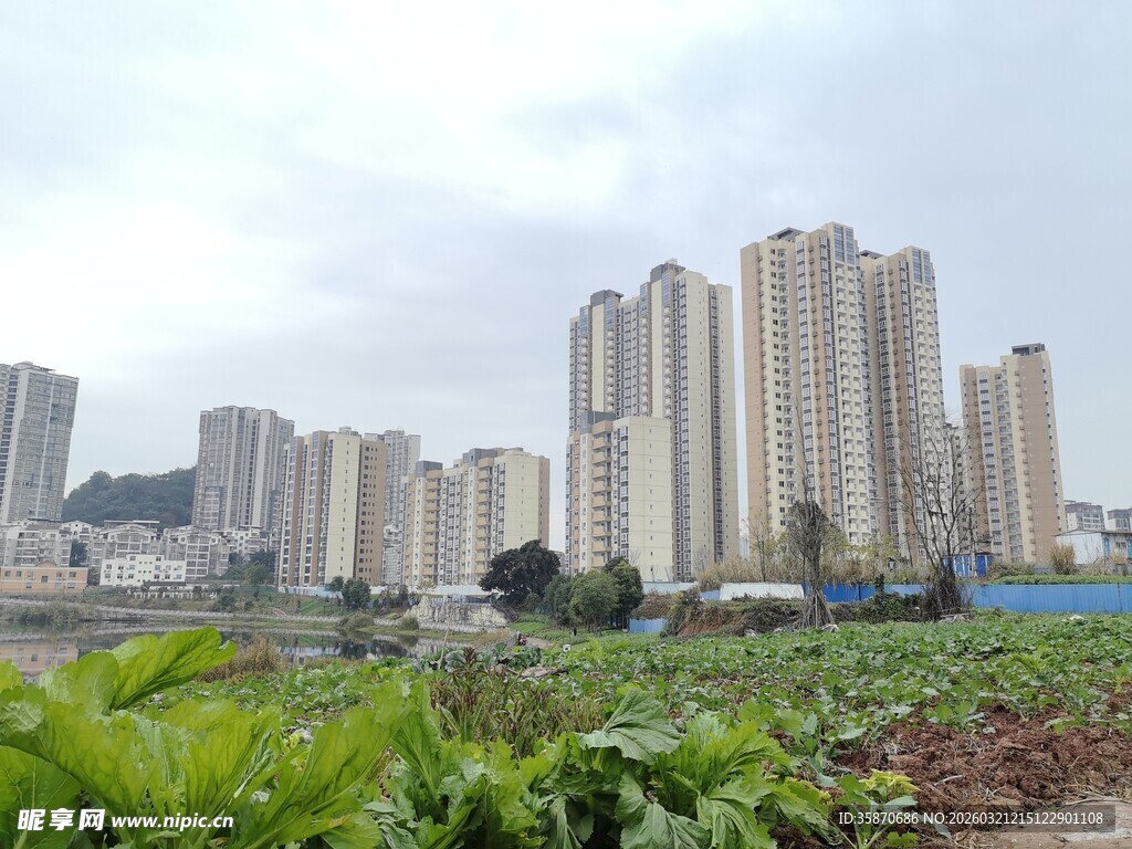 城市高楼旁的田园景致