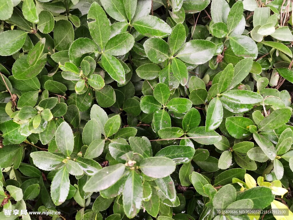 翠绿繁茂的叶片植物