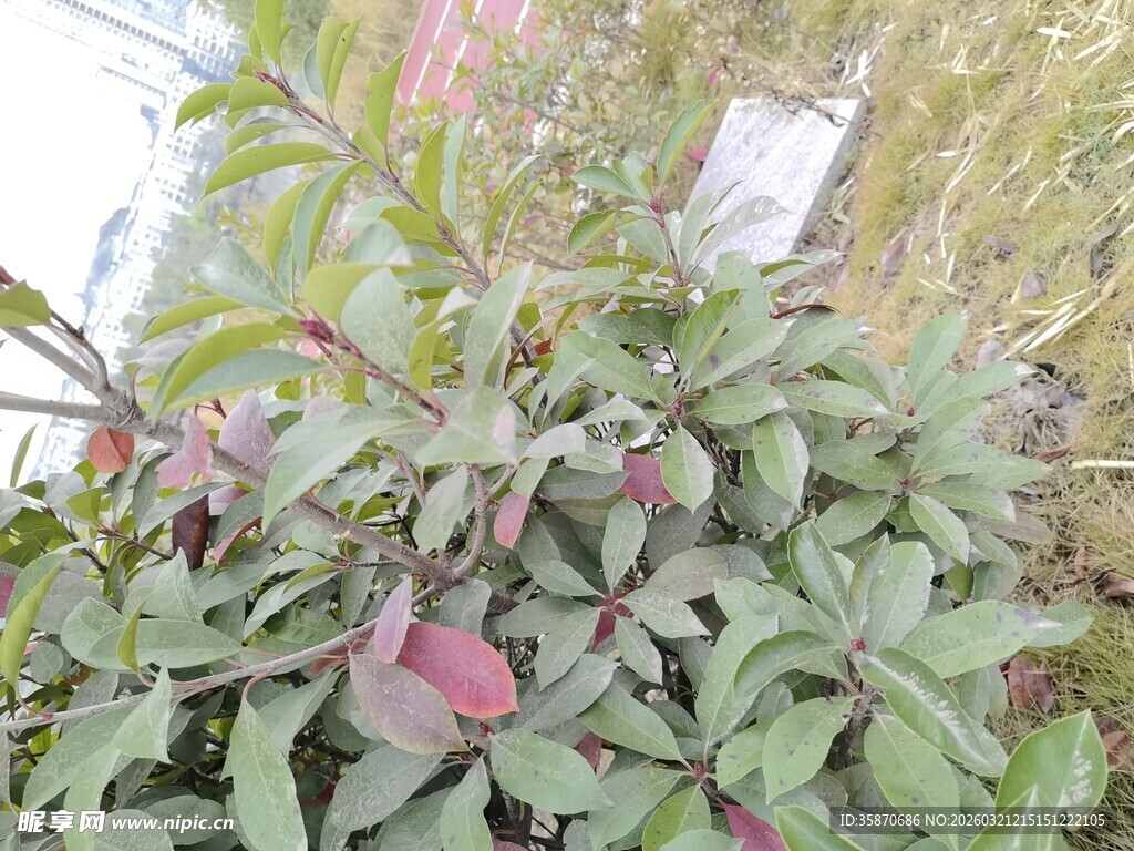 绿叶红边的繁茂植物