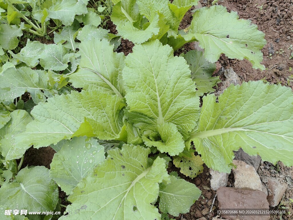 鲜嫩青菜苗生机盎然