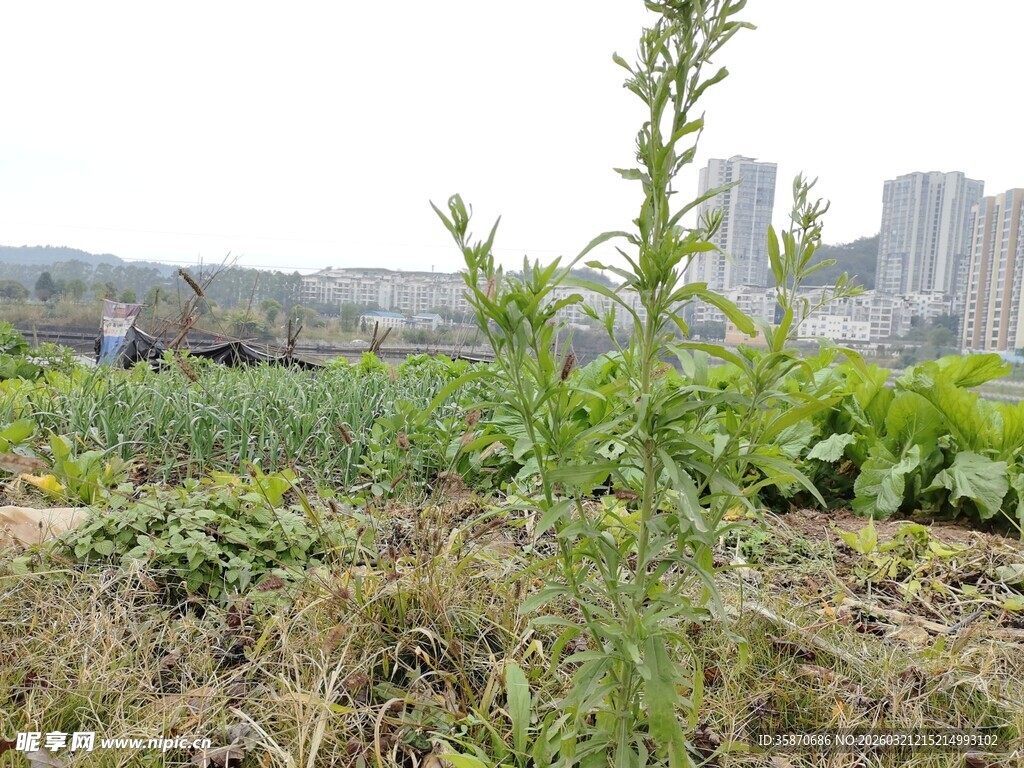 城郊农田绿植与高楼相映