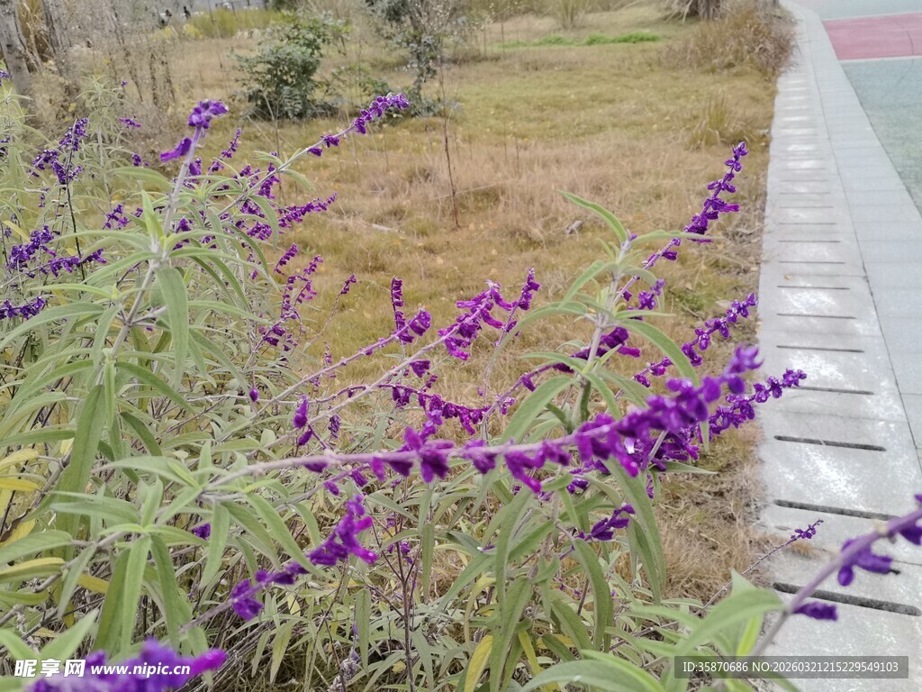 路边绽放的紫色美丽花卉