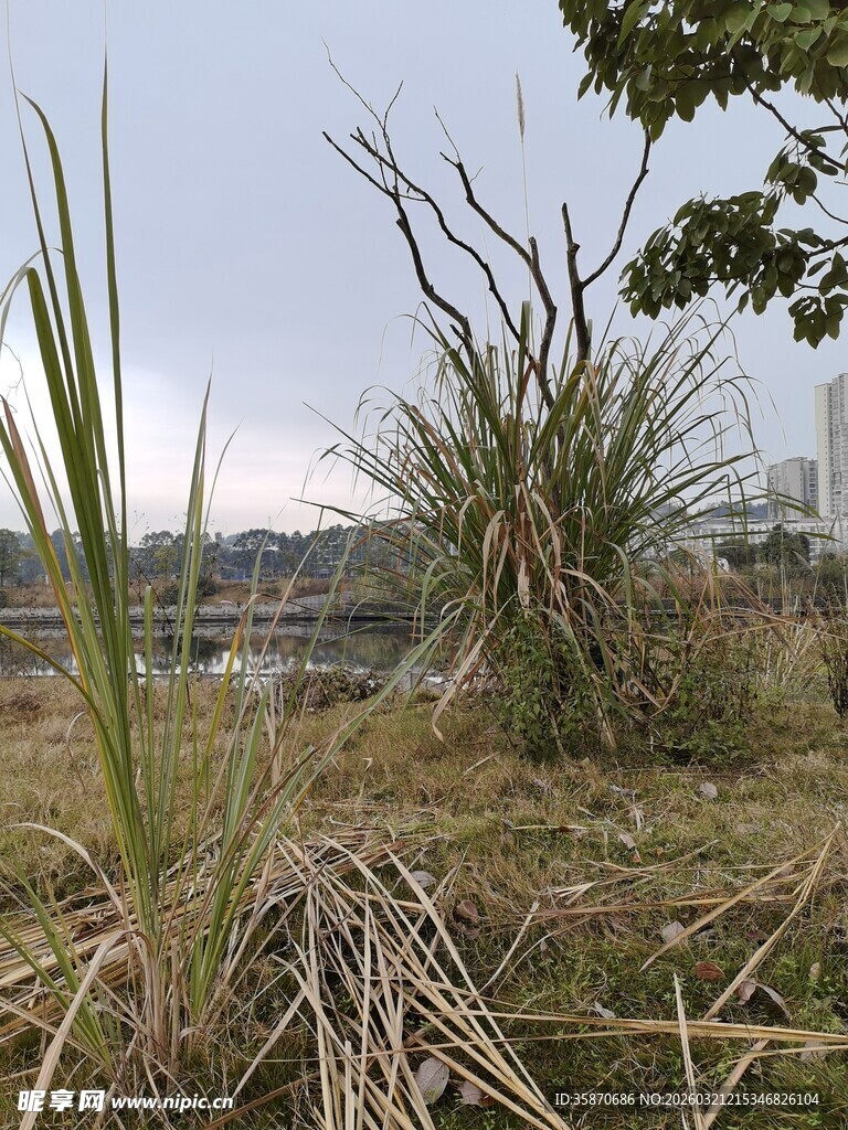 野外枯树与杂草景象