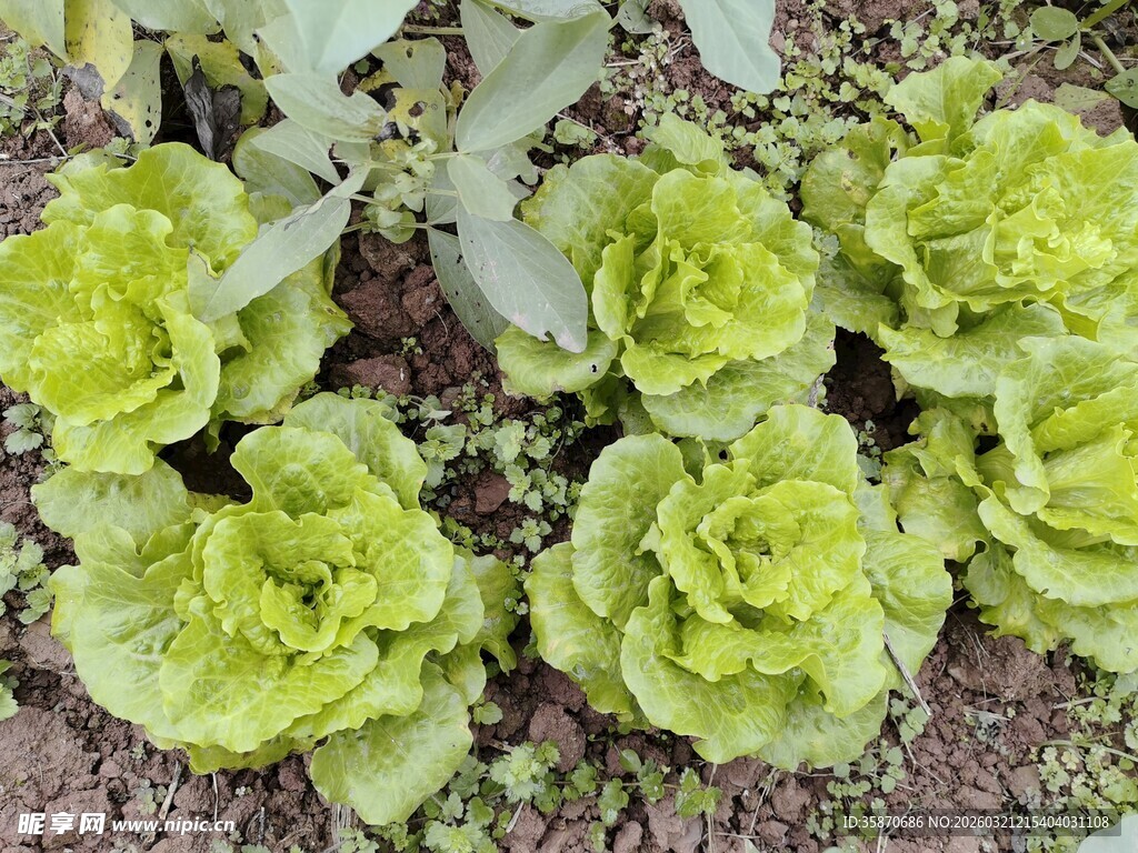 嫩绿生菜生长于泥土间