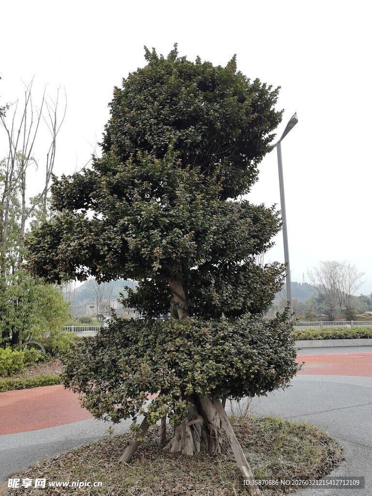 造型独特的户外景观盆景