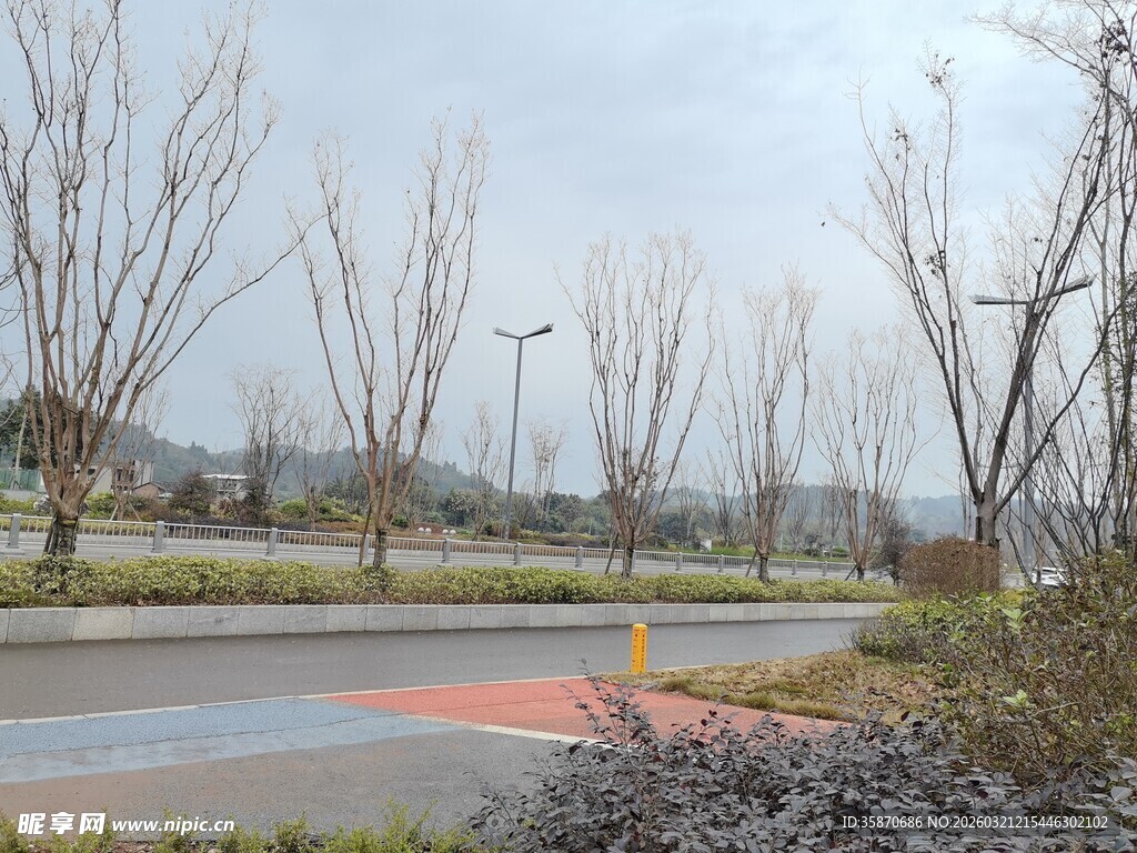 城市道路旁的萧瑟冬日景象