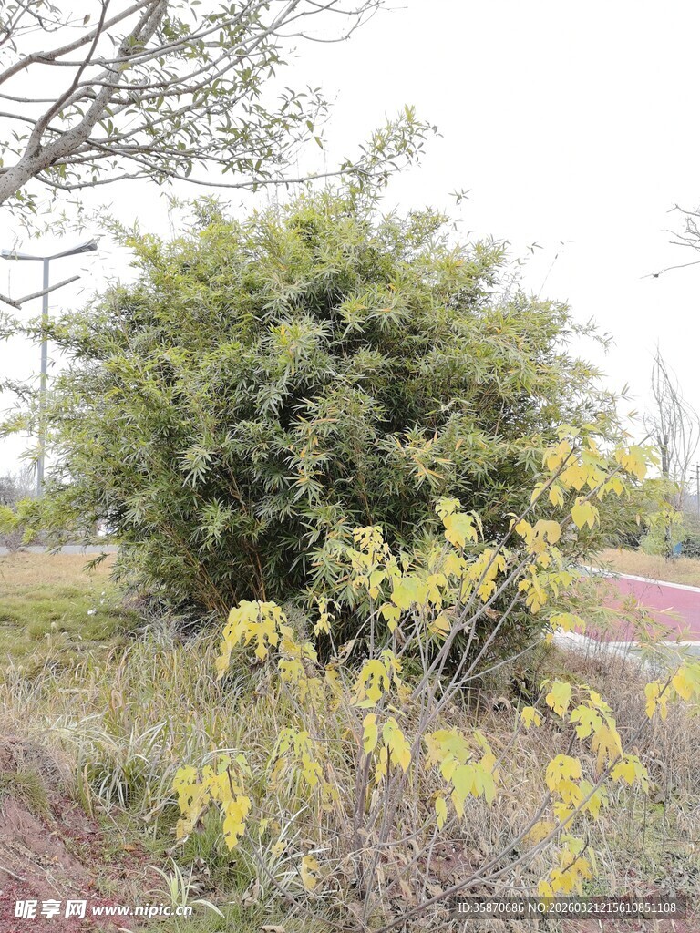 野外繁茂绿植景观