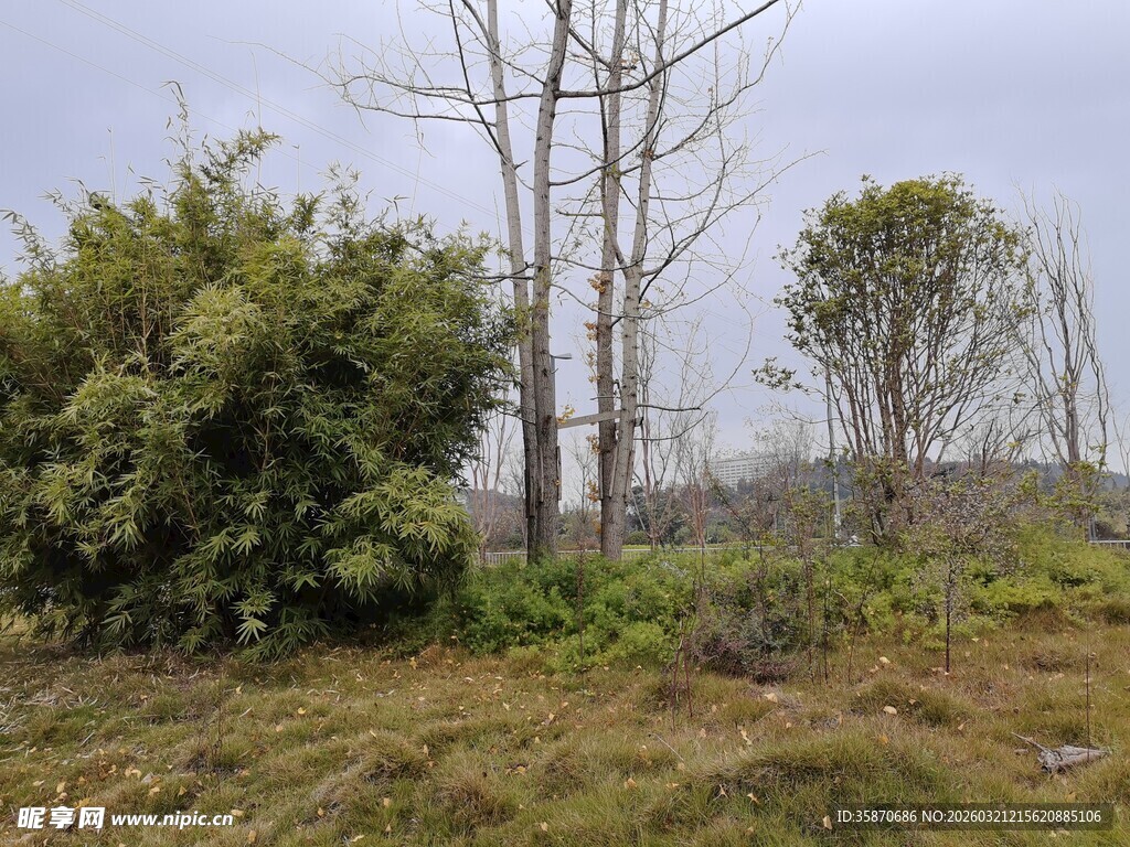 野外草木景观