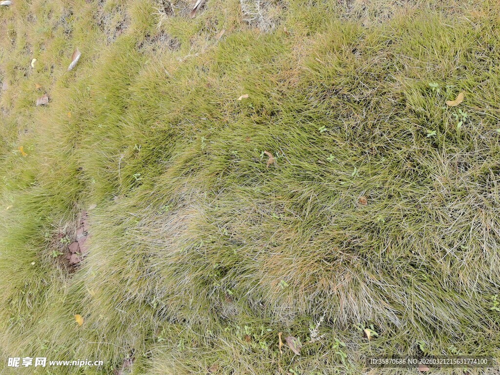 野外茂密草地风景