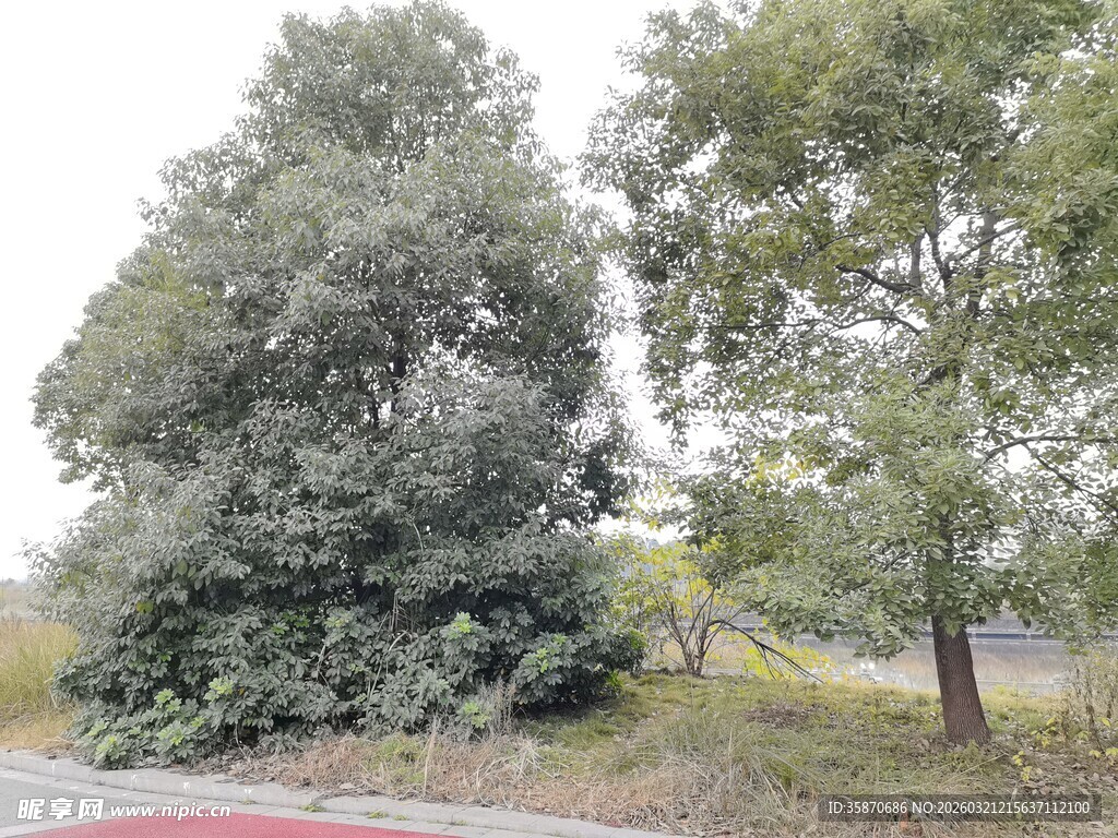 路边葱郁树木景观