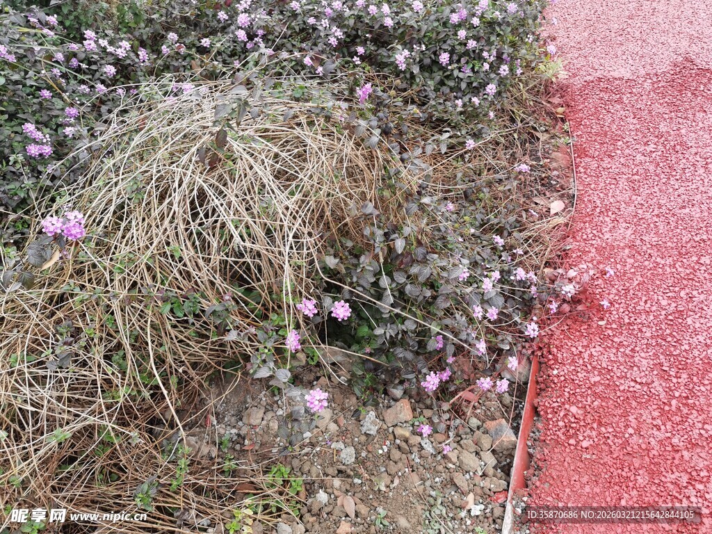 红边草地与紫色小花