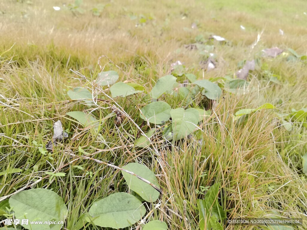 草地上的紫色小花与绿叶